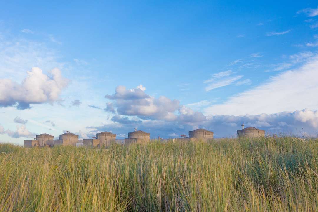 oyats avec en arrière plan des réacteurs nucléaires