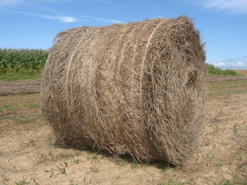 THE BOOMING FLAX INDUSTRY