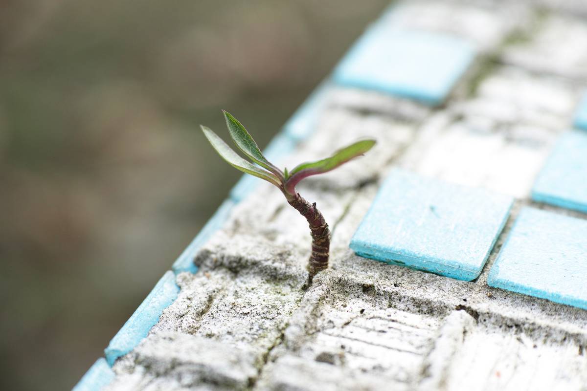 Cement / green cement